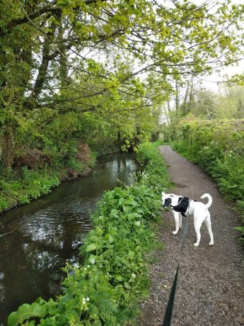 A white dog with black patches on a path next to a river, being taken on a walk